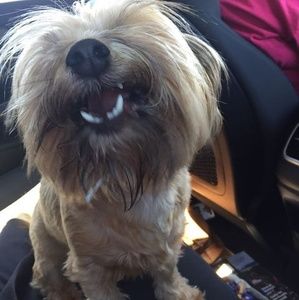 Meet your Posher, Bruce